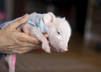 The Miraculous Journey of a Disabled Piglet Rescued by a Wealthy Young Woman