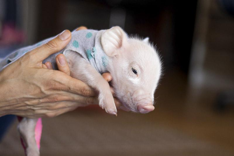 The Miraculous Journey of a Disabled Piglet Rescued by a Wealthy Young Woman