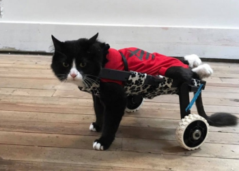 Against All Odds: The Extraordinary Life of a Disabled Cat Rescued by a Wealthy Family
