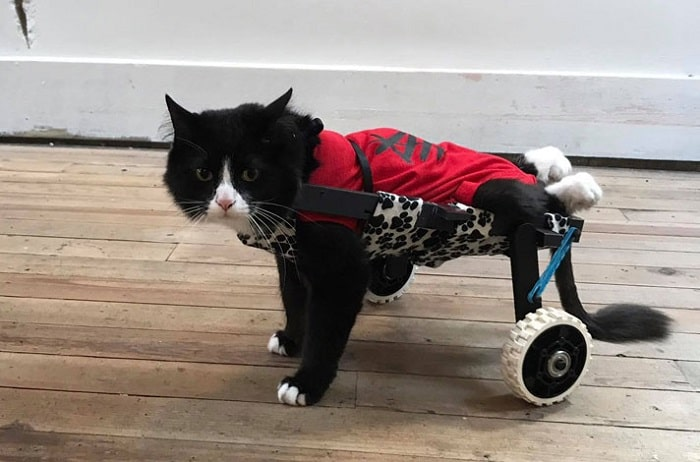 Against All Odds: The Extraordinary Life of a Disabled Cat Rescued by a Wealthy Family