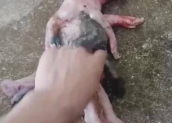 Born Different: The Incredible Journey of a Disabled Piglet Saved by a Wealthy Elderly Man