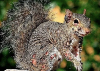 From a Tiny Orphan Hanging From a Tree to a Thriving Squirrel: An Incredible Rescue Story of Hope and Survival