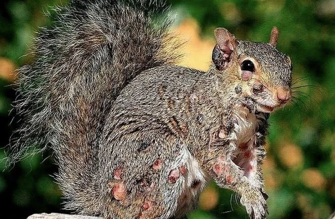 From a Tiny Orphan Hanging From a Tree to a Thriving Squirrel: An Incredible Rescue Story of Hope and Survival