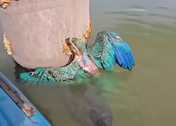 The Inspiring Rescue Story of an Exhausted Parrot Trapped on the Water – A Journey from Despair to Freedom