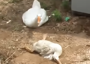 The Heartwarming Rescue of a Sick Mother Duck: A Journey of Love, Healing, and Reunion
