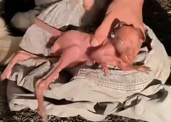 From Tragedy to Hope: The Incredible Rescue Journey of an Orphaned Baby Kangaroo