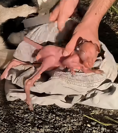 From Tragedy to Hope: The Incredible Rescue Journey of an Orphaned Baby Kangaroo