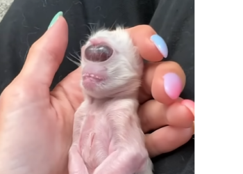 From Despair to Hope: The Extraordinary Journey of Rescuing Disabled Animals Around the World