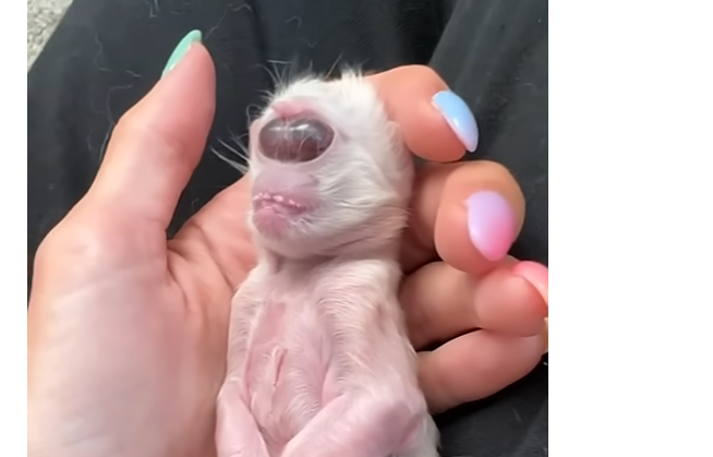From Despair to Hope: The Extraordinary Journey of Rescuing Disabled Animals Around the World
