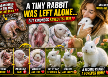The Incredible Rescue Journey of an Abandoned Newborn Rabbit
