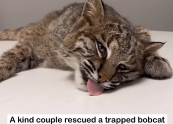 From a Hunter’s Trap to Freedom: The Inspiring Rescue Journey of a Wild Bobcat