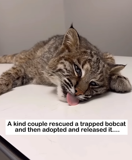 From a Hunter’s Trap to Freedom: The Inspiring Rescue Journey of a Wild Bobcat