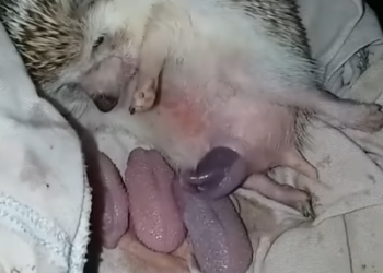 From Barbed Wire to New Life: The Remarkable Rescue and Recovery of an Injured Hedgehog