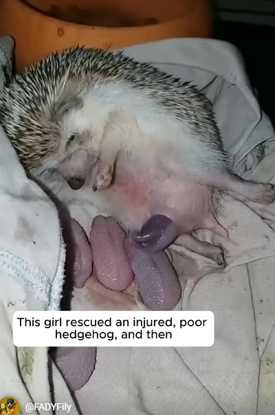 From Barbed Wire to New Life: The Remarkable Rescue and Recovery of an Injured Hedgehog
