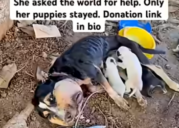 A Mother’s Love Never Gave Up: The Incredible Rescue and Recovery of a Stray Dog Fighting to Keep Her Puppies Alive