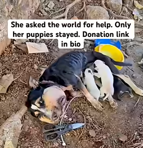 A Mother’s Love Never Gave Up: The Incredible Rescue and Recovery of a Stray Dog Fighting to Keep Her Puppies Alive