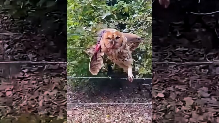 This family rescued a small owl that was stuck in a wire fence and then