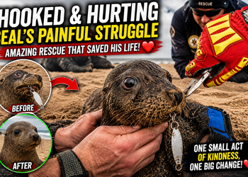 The Seal Trapped by a Fishing Hook: A Painful Struggle and a Life-Saving Rescue