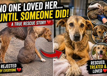 The Dog Everyone Rejected — Until Someone Decided to Save Her