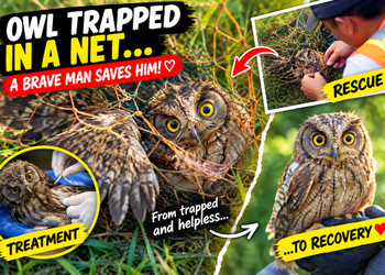 🦉 The Owl Trapped in a Net: A Desperate Rescue and Recovery