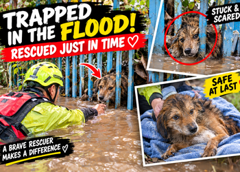 A Dog Trapped by Rising Floodwaters — The Rescue That Gave Him a Second Chance