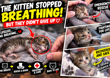 Rescue of a Kitten That Suddenly Stopped Breathing — A Fight to Bring It Back to Life