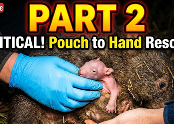 Rescuing a Baby Wombat Found Emerging From Its Mother’s Body