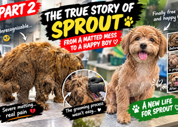 The Dog Who Looked Almost Unrecognizable — Until His Matted Fur Was Finally Removed