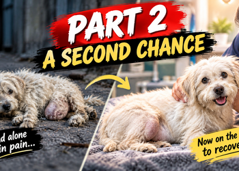 🐶 Part 2: The Dog With a Huge Tumor — After 2 Months of Pain, He Finally Got a Second Chance