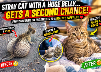A Stray Cat With a Huge Swollen Belly Gets a Second Chance at Life