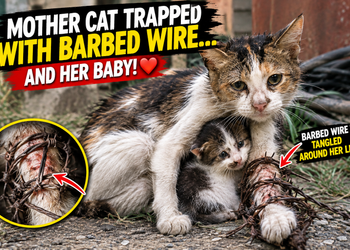 A Mother Cat’s Desperate Struggle — A Rescue Story of a Mother and Her Kitten